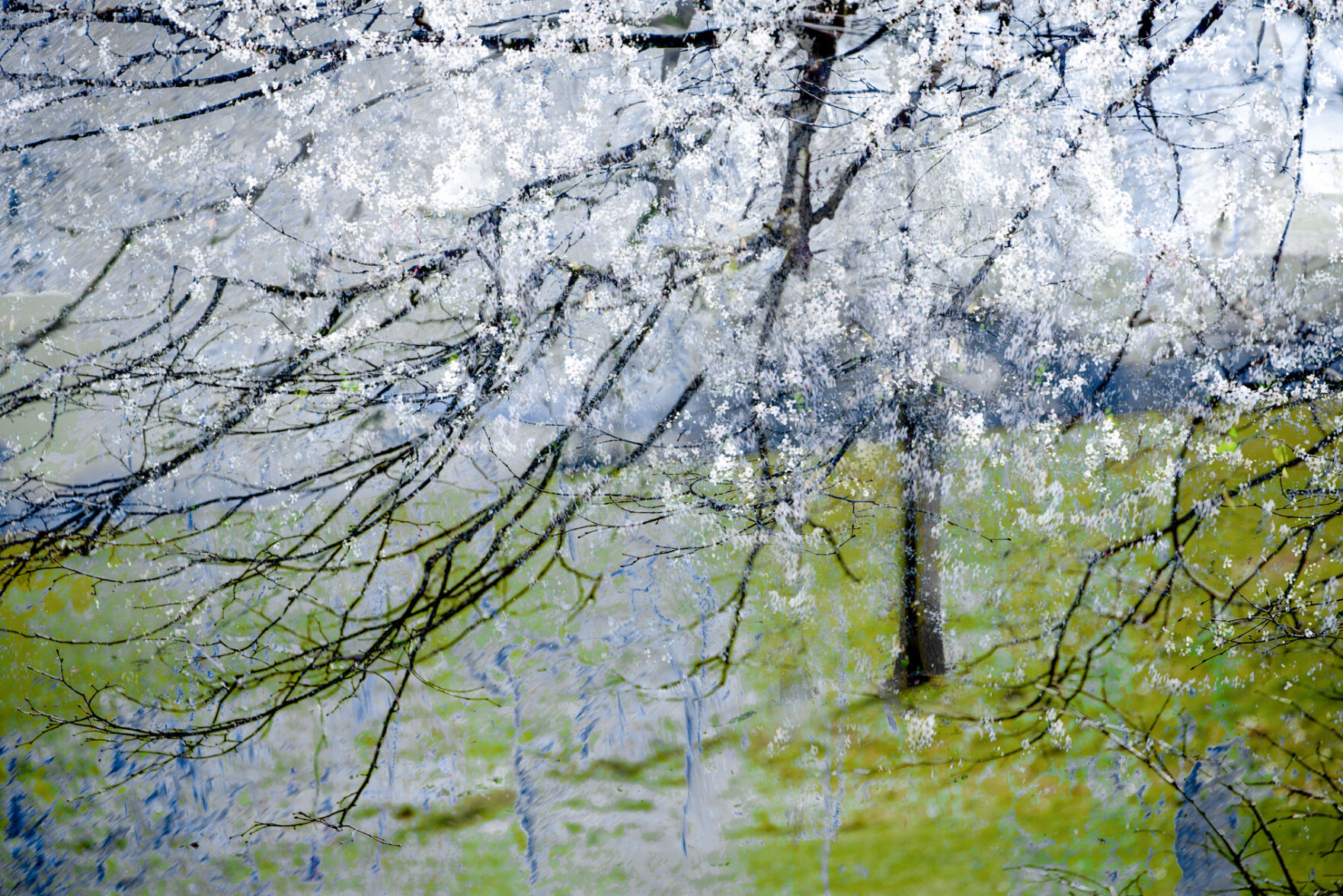 Sohn Gallery Valda BAILEY_Blossom Blizzard.jpg